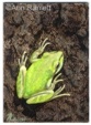 "Envy Green" - ACEO, click here to find out more