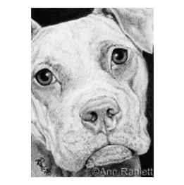 Cocoa - American Pit Bull Terrier - graphite pencil drawing