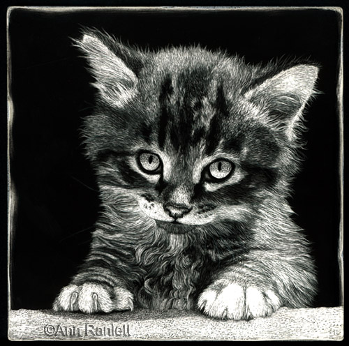 Kitten scratchboard, in progress