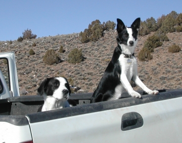 Magpie & Patch