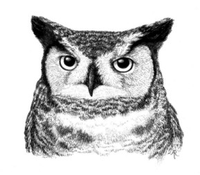 Great-horned Owl