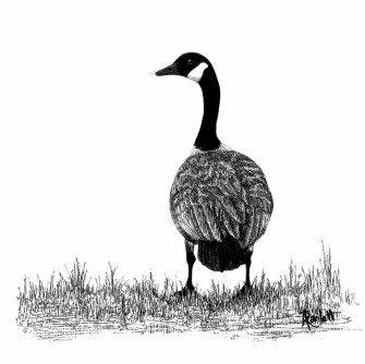 Canada Goose