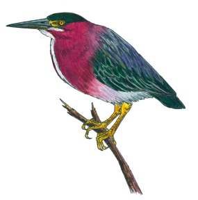 Green Heron