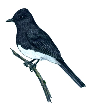 Black Phoebe