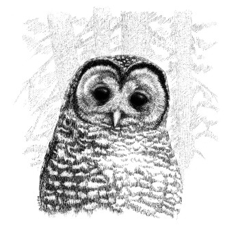 Spotted Owl