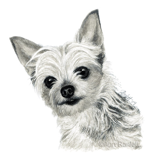 yorkie puppies coloring pages - photo #32