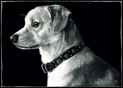 The Ratter, scratchboard