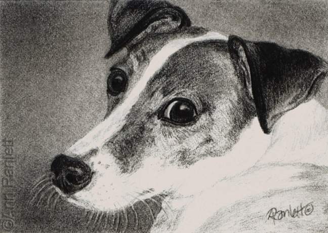 Divot, pencil portrait by Ann Ranlett