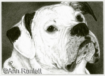 Lexi, American  Bulldog portrait by Ann Ranlett