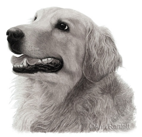 Madison 8 x 8 ink ink wash on Essdee scratchboard Madison 8 x 8 ink ink wash on Essdee scratchboard