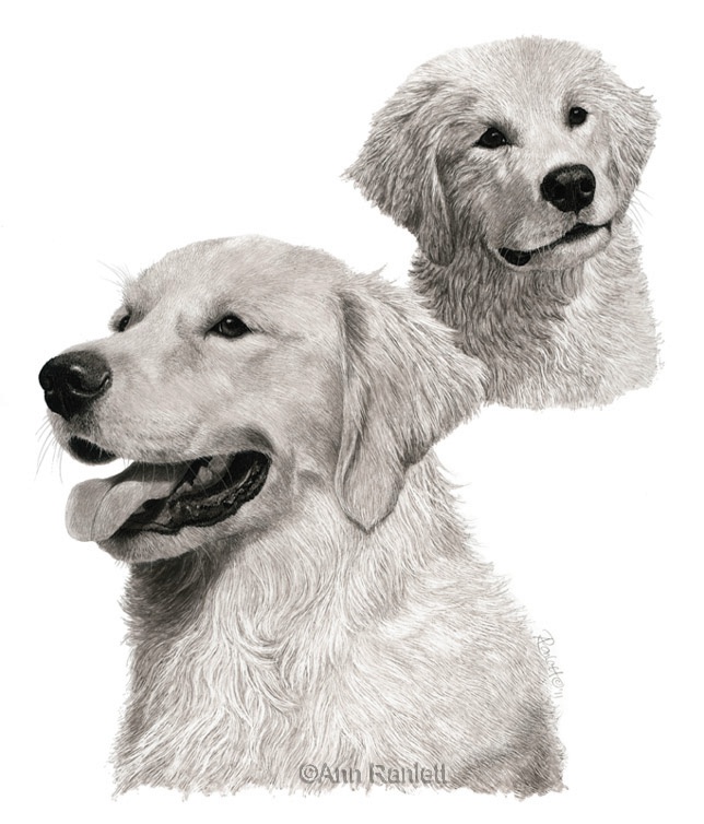 Morgan, golden retriever portrait by Ann Ranlett