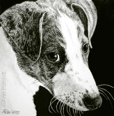 Paddy, 3 x 3 pencil drawing by Ann Ranlett