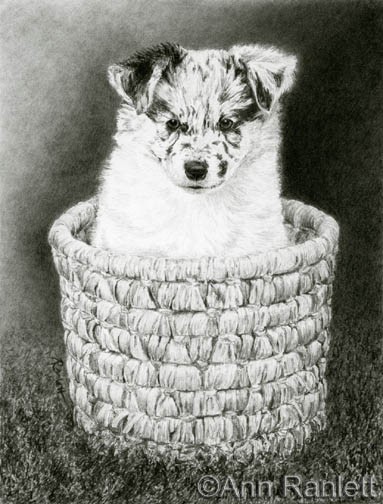 Pepper, graphite pencil by Ann Ranlett