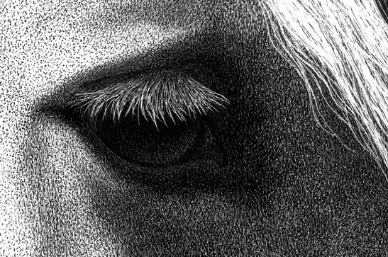 "Belgian Gaze" detail