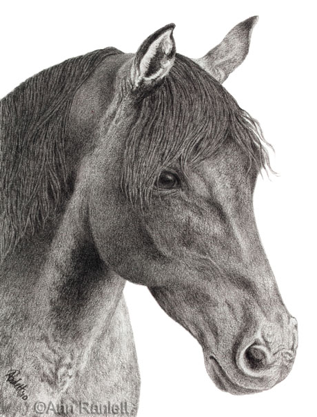 I've created other horse portraits but I used ink ink wash on 