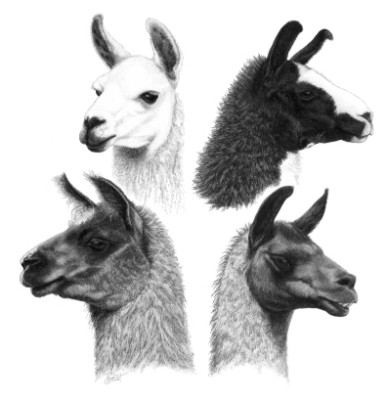 Linus, Lucy, Bandit & Bullet