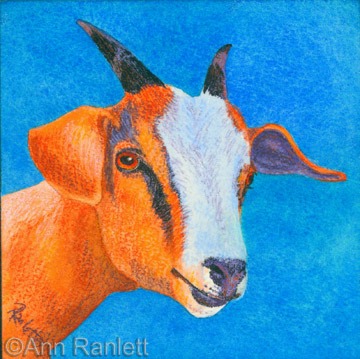 Goat #1, painting by Ann Ranlett