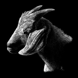 Goat