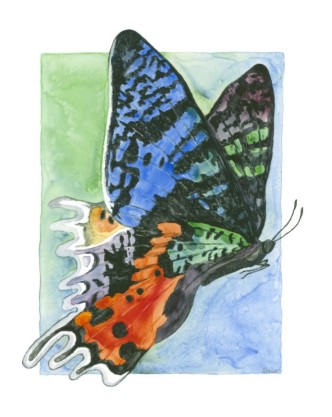 Butterfly
