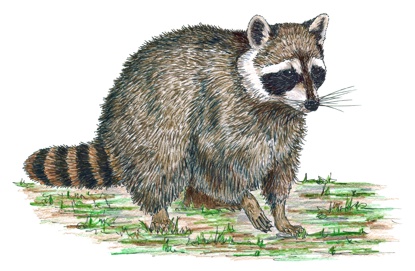 Raccoon