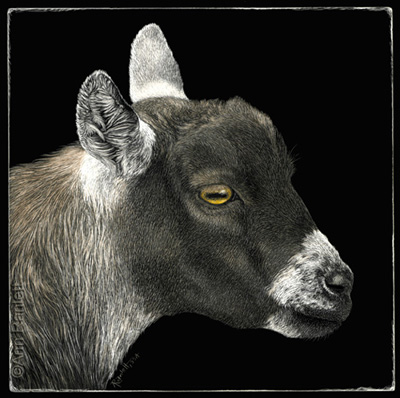 Show Goat - scratchboard