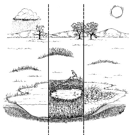 3 seasons of a vernal pool