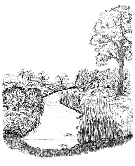 riparian habitat