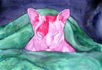 Pink in a Blanket- click to see larger image