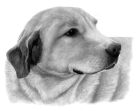 Chico
