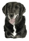 Bob