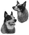 Chili & Scooter