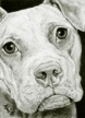 Cocoa - 2.5" x 3.5" mini pencil portrait