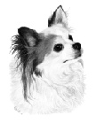 Gizmo