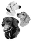 Pekoe, Kona & Scully