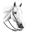 Western Horse