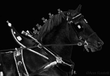percheronpower