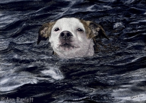 determination