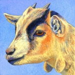 sunnygoat