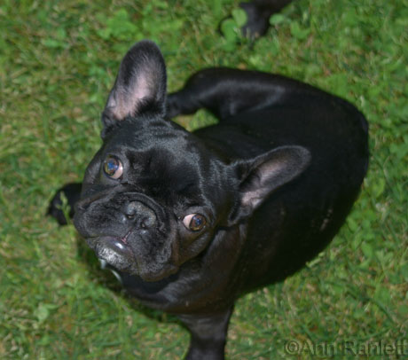 frenchie.jpg