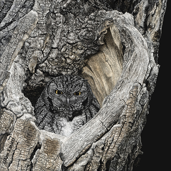Heart of San Pedro - Screech Owl, scratchboard. Click image to zoom in. screech owl art