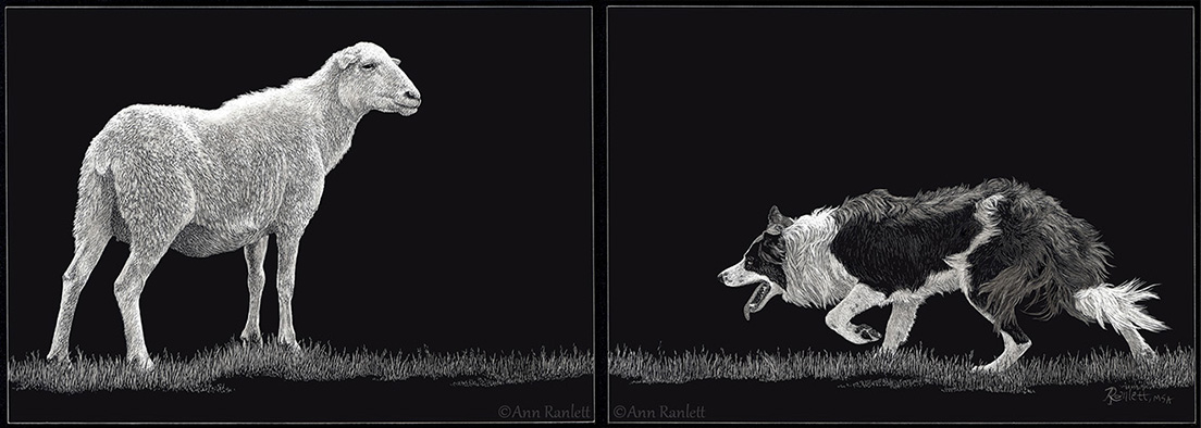 Storm the border collie - Diptych
