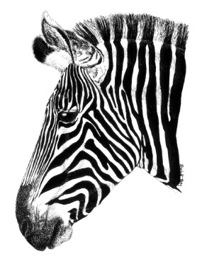 Grevy's Zebra by Ann Ranlett