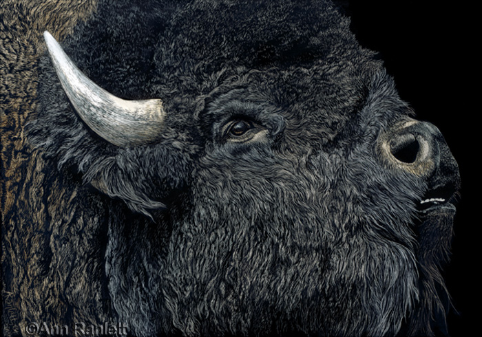 Call of the Prairie - scratchboard drawing by Ann Ranlett