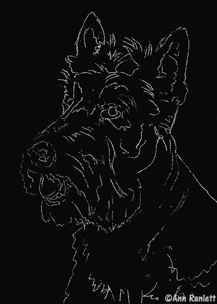 This is sweet Scotty girl, Scotia. I haven't done any scratching yet, this is just the transfer onto the scratchboard. 7 x 5 , from my own reference photo. 1upload.jpg