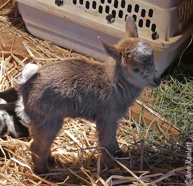 Nigerian Goat Kid