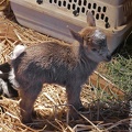 Nigerian Goat Kid