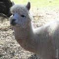 Alpaca