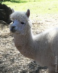 Alpaca