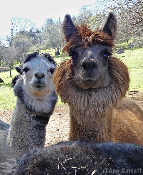 Alpacas