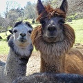 Alpacas